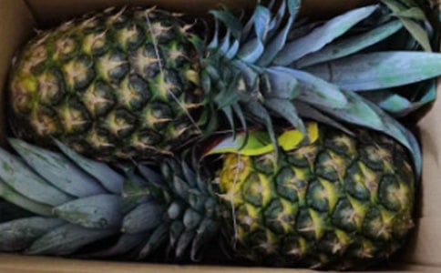 �����P��Ĺ�Ч�c���� �����P��ķNֲҪ�c(di��n)