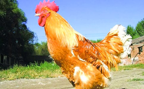 ���Ĺ��uС�W(xu��)������