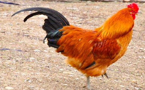 �P(gu��n)�����Ĺ��u����