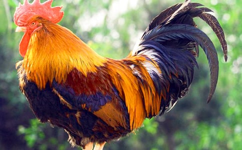 ������g(sh��)�̰�����(chu��ng)�⹫�u��