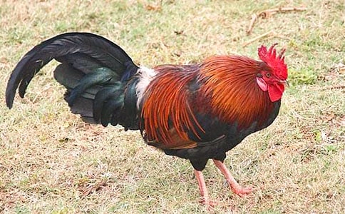 �P(gu��n)�ڹ��u������