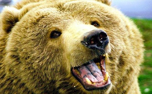 狗熊變英雄優(yōu)秀作文