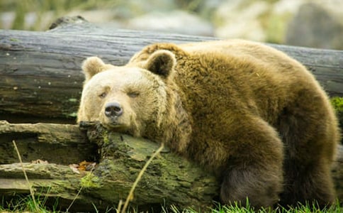 有個狗熊名叫英雄作文