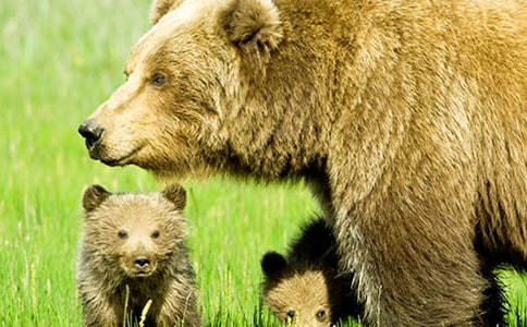 有個(gè)狗熊名叫英雄作文(4篇)