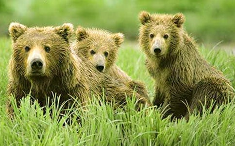 狗熊與英雄-初三-記敘文(精選25篇)