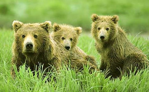 “英雄”與“狗熊”作文