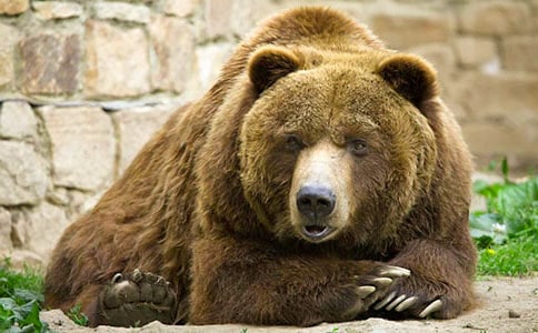 英雄變狗熊小學作文