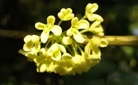 �P(gu��n)�ڹ𻨵�����