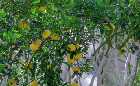 關(guān)于果園作文