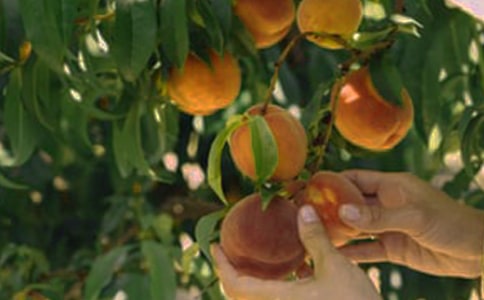 美麗的果園作文