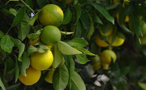 �����Ĺ��@����450��