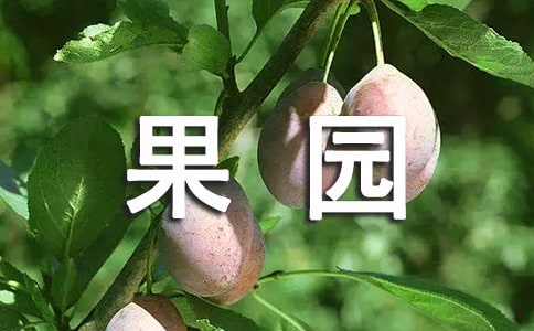 【必備】果園的作文300字三篇
