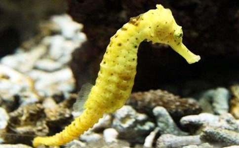 海馬爸爸生寶寶中班科學(xué)活動(dòng)教案