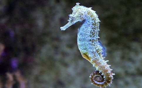 小海馬的歷險300字作文