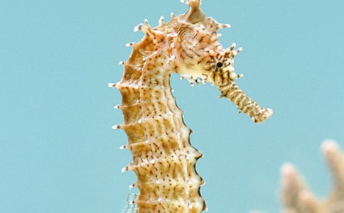 熱應(yīng)激對(duì)小鼠海馬細(xì)胞構(gòu)筑的影響