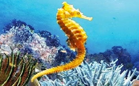 大班美術(shù)海馬爸爸教案