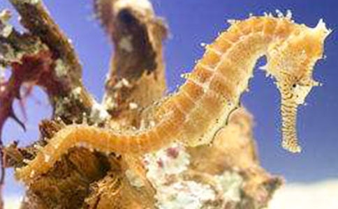 鋅對急性缺氧小鼠海馬NOS和nNOS水平的影響