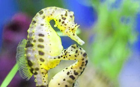 ��c(di��n)ȼ�°G�����RTNF-�� mRNA���_(d��)�ͼ�(x��)�������^��