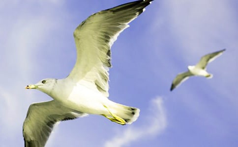 ���t�̼{ɭ�x���