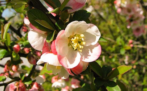 �����ĺ��Ļ�����