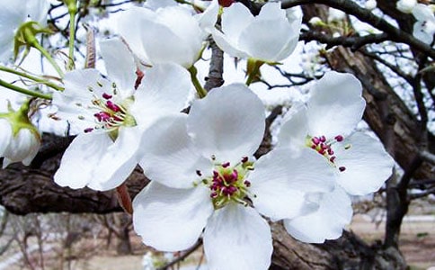 我的海棠作文600字