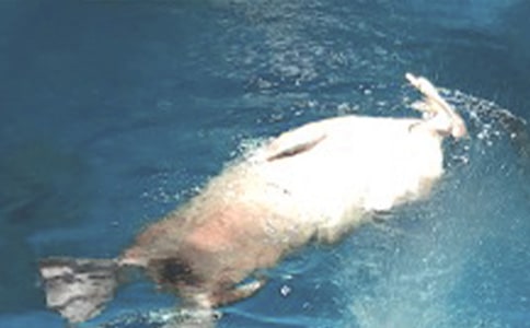 游海洋公園作文