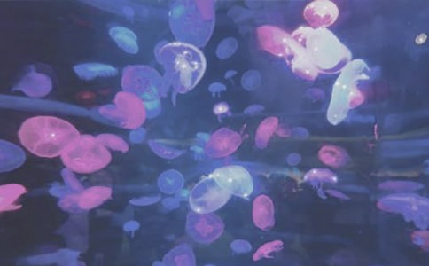 香港海洋公園導(dǎo)游詞