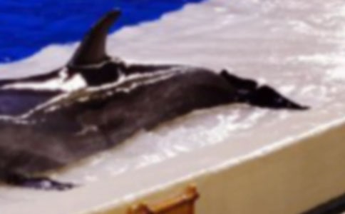 〈藍色的海豚島》讀后感