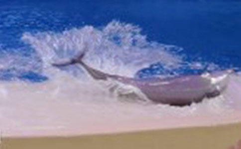 讀《藍色的海豚島》有感