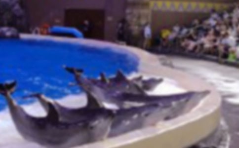 讀藍色的海豚島有感600字