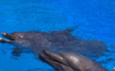 讀《藍(lán)色的海豚島》有感300字