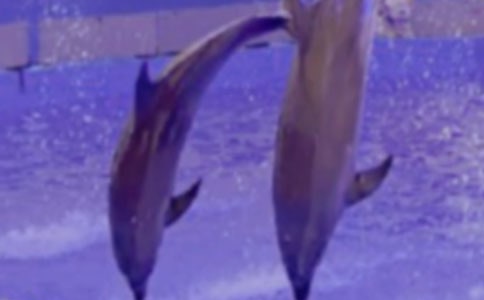 藍(lán)白原海豚