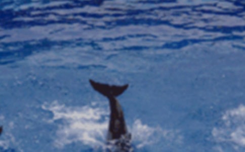 喂那可愛的海豚200字優(yōu)秀作文