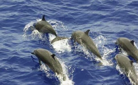 關(guān)于海豚的作文精品(6篇)