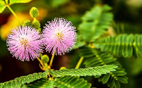 可愛的含羞草作文