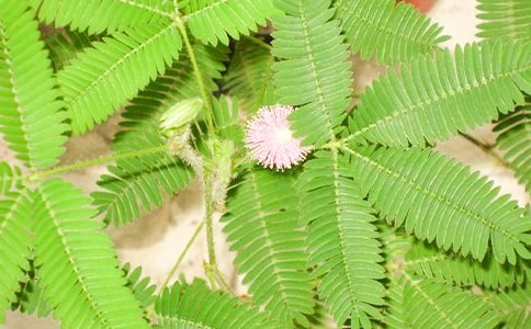 含羞草成長記300字作文