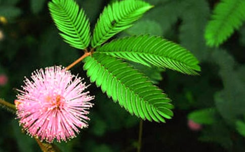 觀察含羞草日記3篇