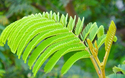 關(guān)于含羞草的作文集錦(31篇)