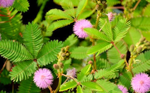 含羞草的秘密作文(通用15篇)