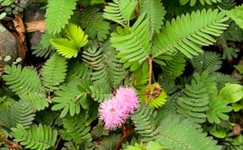 關(guān)于含羞草的五年級(jí)優(yōu)秀作文