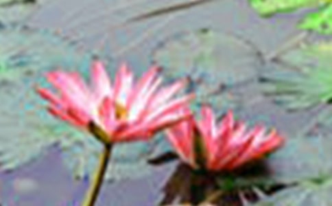 拙政園的荷花作文