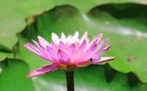 關于荷花作文(通用15篇)