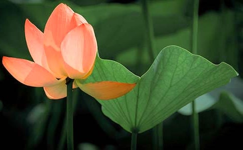 �ɻ����^����ӛ�����x26ƪ��