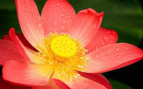 關(guān)于荷花的作文合集15篇