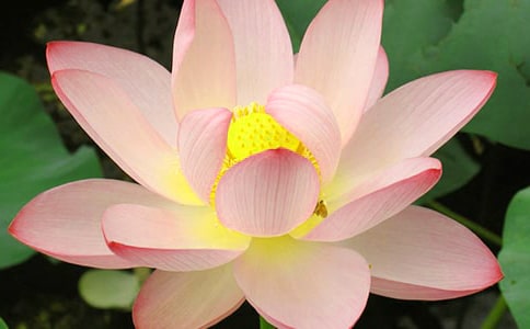 關(guān)于荷花的優(yōu)秀作文