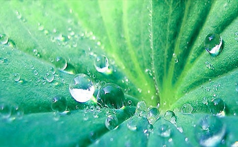 仿寫荷葉圓圓作文