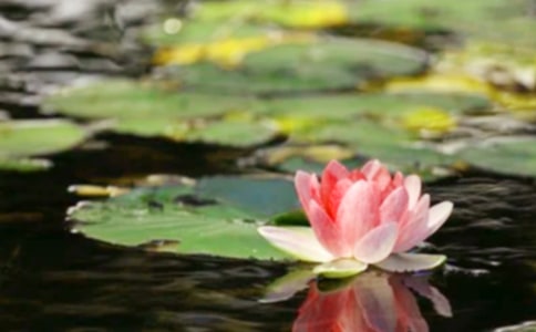 ��ƽ����ƽ������250��