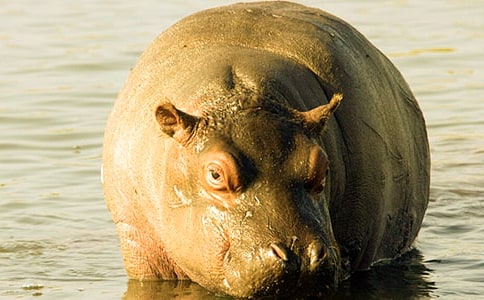 ���R����