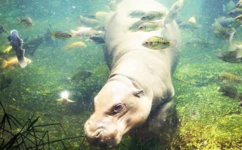 《河馬大輪船》教案