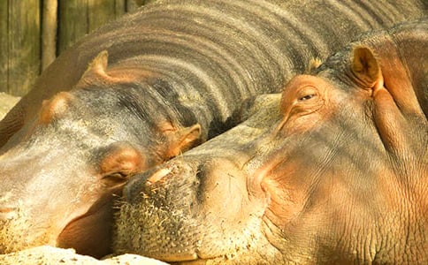 ����Rˮ�Ϙ��@����